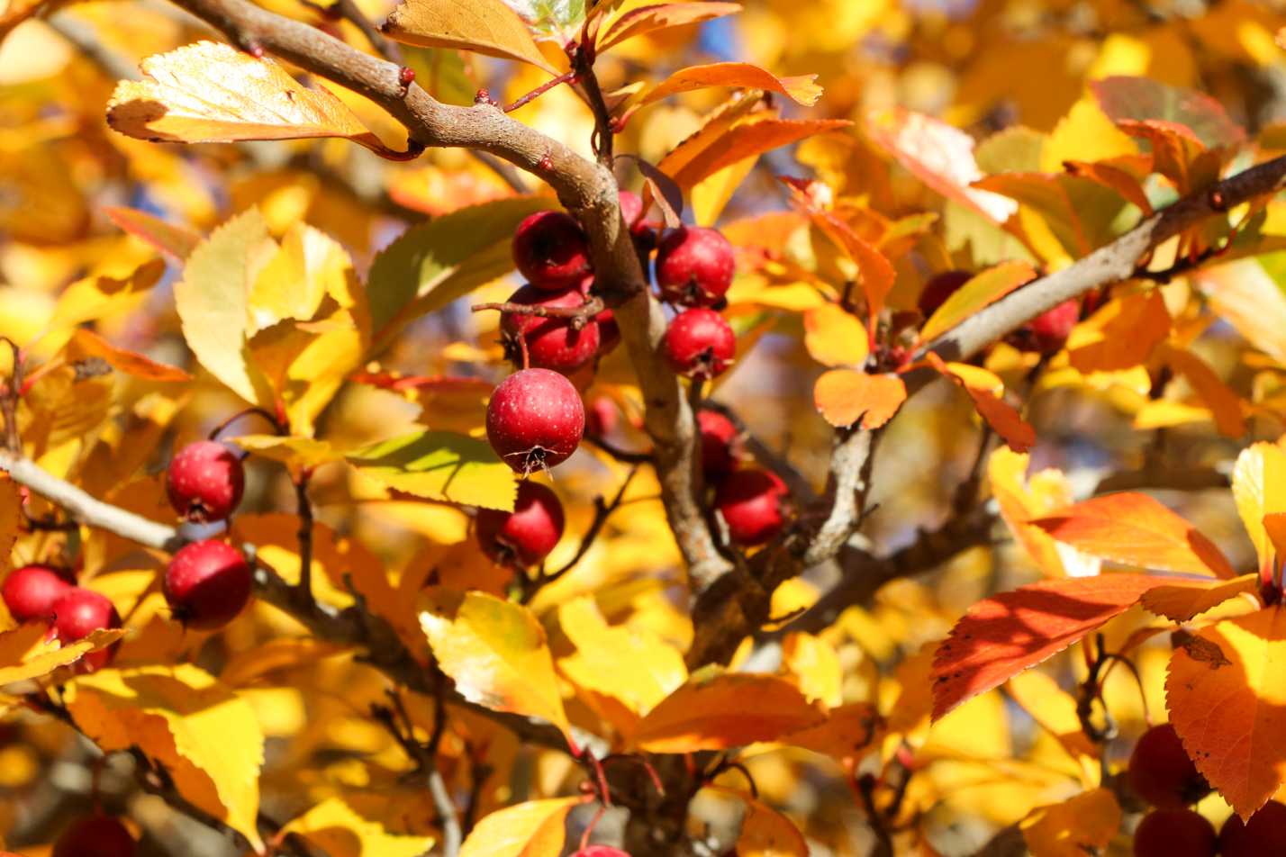 Thornless Cockspur Hawthorn